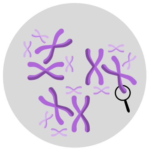 Cromossomo Humano 8 preenche lacunas no genoma referência